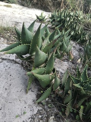 Aloe distans