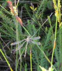 Chlorolestes conspicuus