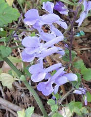 Plectranthus saccatus
