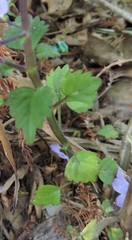 Plectranthus saccatus