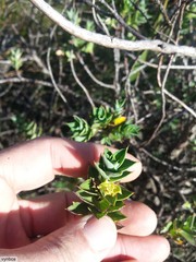 Cliffortia integerrima