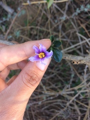 Solanum guineense