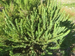 Aspalathus elliptica