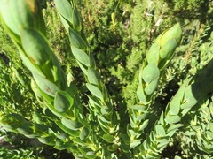 Aspalathus elliptica