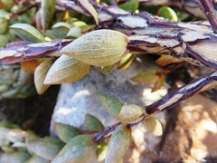 Aspalathus elliptica