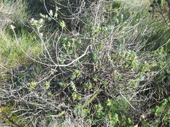 Cliffortia integerrima