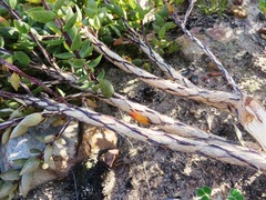 Aspalathus elliptica