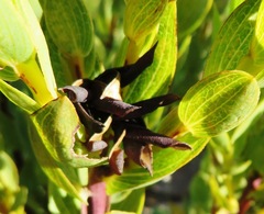 Aspalathus elliptica