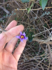 Solanum guineense