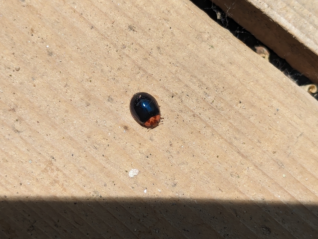 V-marked Lady Beetle