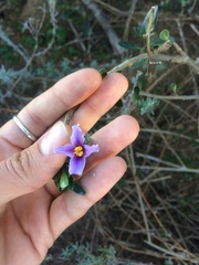 Solanum guineense