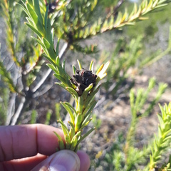 Leucadendron thymifolium