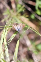 Leptotes marina