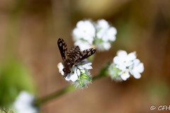 Conophorus fenestratus