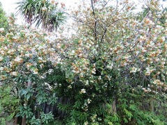 Dombeya burgessiae
