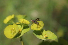 Dorycera