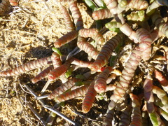 Salicornia natalensis