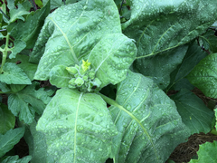 Nicotiana rustica