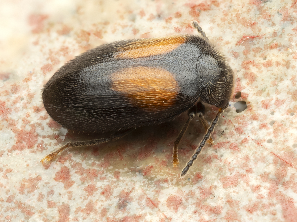 Herthania concinna