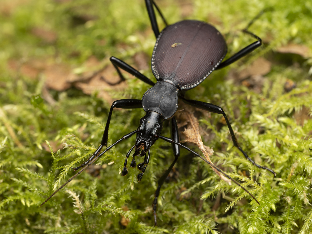Narrow-collared Snail-eating Beetle