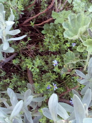 Felicia aethiopica