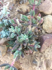 Drosanthemum hispifolium