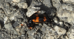 Nicrophorus maculifrons