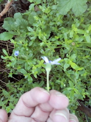 Felicia aethiopica