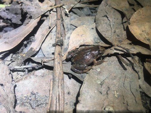 Eastern Smooth Frog, Geocrinia victoriana