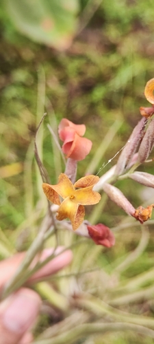 Tillandsia humilis, photograph 6
