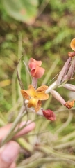 Tillandsia humilis, photograph (c) Luis Fer JP, some rights reserved (CC BY)
