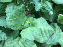 Nicotiana rustica