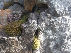 Hypodontium pomiforme