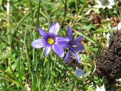 Sisyrinchium scabrum