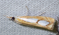 Catoptria