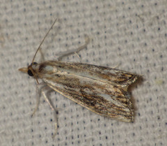 Catoptria verellus