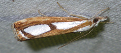 Catoptria