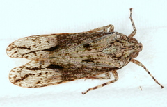 Erilla turneri