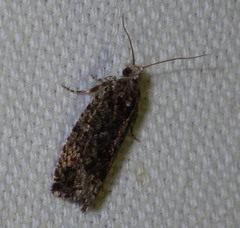 Bryotropha senectella