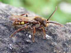 Nomada flava