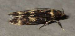 Oegoconia deauratella