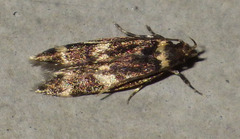 Oegoconia deauratella