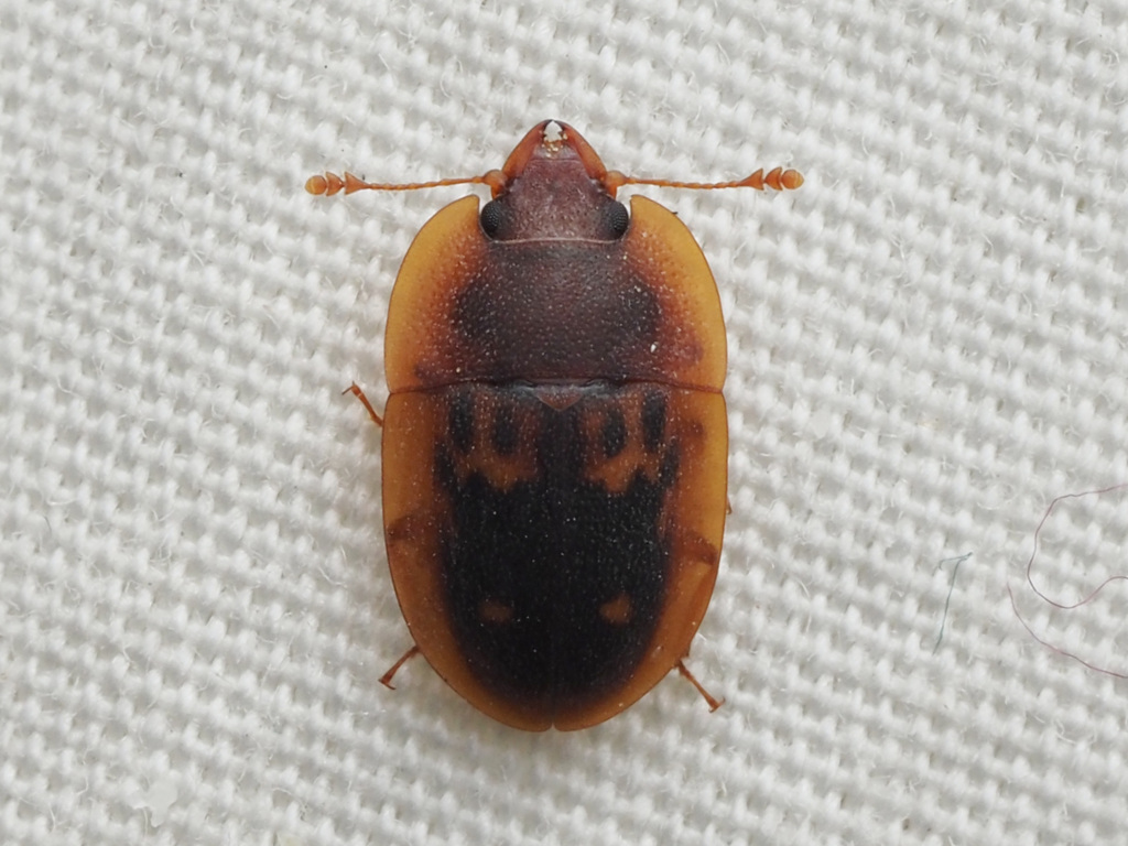 Six-spotted Sap-feeding Beetle