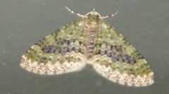 Acasis viretata