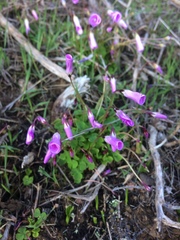 Oxalis commutata