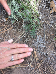 Potentilla crinita