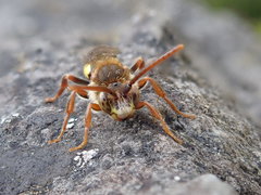 Nomada flava