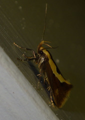 Harpella forficella