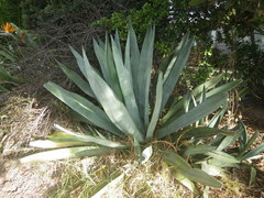 Agave americana expansa