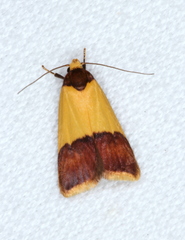 Heteroteucha dichroella